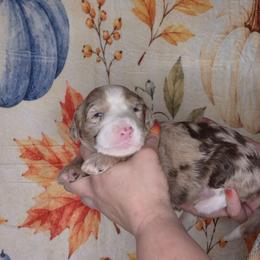 Autumn - Brown and white female Sheepadoodle puppy in Austin, Texas from Darling Doodles