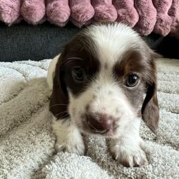 Chloe Pecan - Piebald female Dachshund puppy in Ocala, Florida from Weenie Boops
