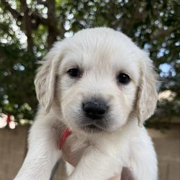 Layla (Guardian home AZ ONLY) - Light golden female Golden Retriever puppy in Waddell, Arizona from Sunshine Mountain Retrievers