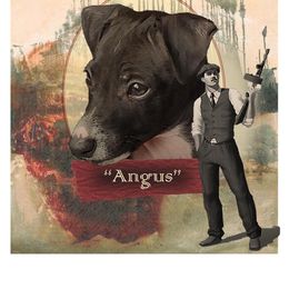 Angus - Italian Greyhound puppy in Virginia from Selah Kennel