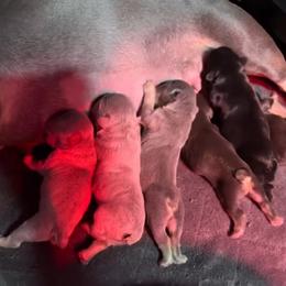 French Bulldog puppies from Old Frenchie Air Corp