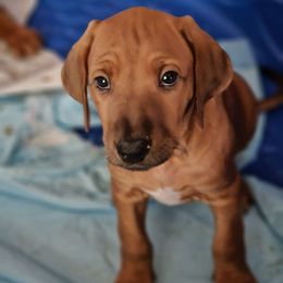 Female puppy - Rd whtn blk nose female Rhodesian Ridgeback puppy in Caldwell, Idaho from Haley Gross's 	Rhodesian Ridgebacks and Minature Pinchers