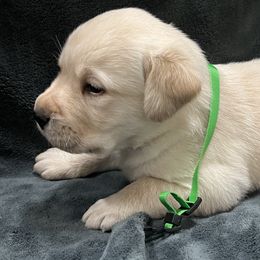 Yellow Boy Green Collar - Yellow male Labrador Retriever puppy in Beaverdam, Virginia from Gold Heart Labradors