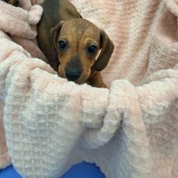 Rachel - Red female Dachshund puppy in Gavilan Hills, California from Bacchanal Kennel/Ranch