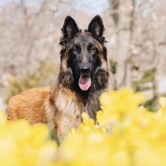 Belgian Tervuren from Besai Belgian Tervuren