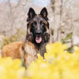 Belgian Tervuren from Besai Belgian Tervuren
