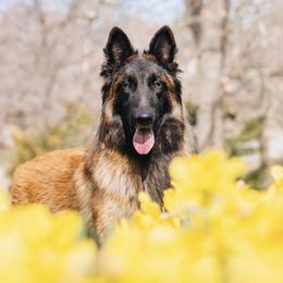 Belgian Tervuren from Besai Belgian Tervuren