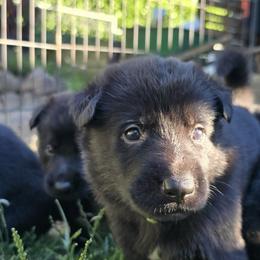 Girl 1 - female German Shepherd puppy in Vancouver, Washington from Vom Cosabar