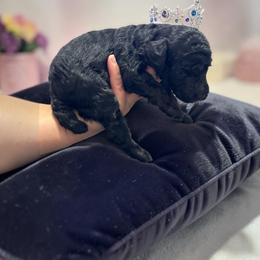 Miss. Leche - Black female Poodle puppy in Gainesville, Florida from Pet Inn Xxweetdoodles