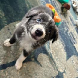 Ketchup - Blue female Border Collie puppy in Franklin, Maine from Broad Meadow Borders