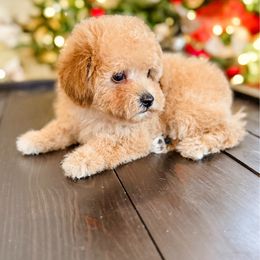 Cider - Apricot male Poodle puppy in Chapel Hill, North Carolina from Cyndi’s Poodles