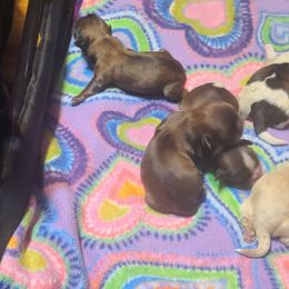Puppy 2 - Chocolate male Shih Tzu puppy in Belleville, Michigan from Patricia's Heavenly Earth Angels