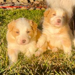 Gold Boy 1 - White and gold male Border Collie puppy in Powell Butte, Oregon from Cascades Border Collies