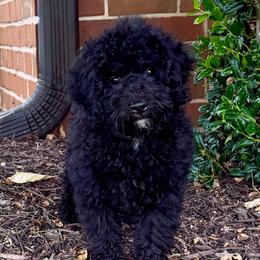 Flint - Black and white male Aussiedoodle puppy in Midlothian, Texas from Gray Doodles