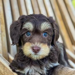 Cali (California) - Phantom female Goldendoodle puppy in Twin Falls, Idaho from Magic Valley Family Doodles