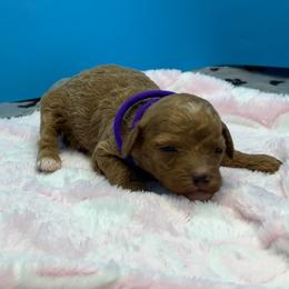 Purple - Red  female Poodle puppy in Mauston, Wisconsin from Quiverfull Acres