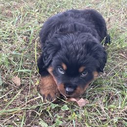 Purple girl - Black and mahogany female Rottweiler puppy in Industry, Illinois from KDKs Kennels