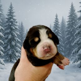 Orange - TBD - Black, white and red female Greater Swiss Mountain Dog puppy in Everett, Pennsylvania from Sweet Stream Swissies