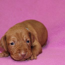 Vizsla Puppies from Pheasant Poppers Vizslas