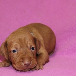 Vizsla Puppies from Pheasant Poppers Vizslas