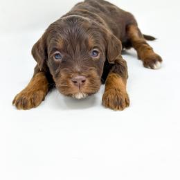 Goldendoodle Puppies from Dreaming Doodles