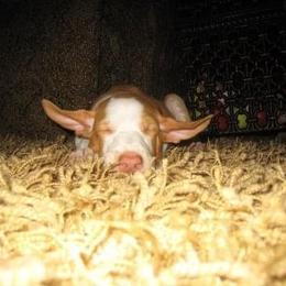 Ibizan Hound Puppies from Someday Ibizans
