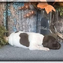 Boy 5 - White and liver male German Shorthaired Pointer puppy in Laporte, Minnesota from Northern Odyssey Gun Dogs