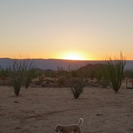 Poodle Puppies from Southwest Standards