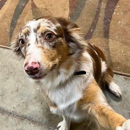 May - Australian Shepherd