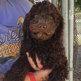 Girl 1 - female Australian Labradoodle puppy in Ocala, Florida from Vinton Valley Australian Labradoodles