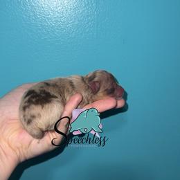 Scar - Chocolate merle male Pomeranian puppy in Perry County, Ohio from Speechless Pom’s