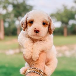 Tyler - Parti male Goldendoodle puppy in Iola, Texas from Supreme Doodles of Texas
