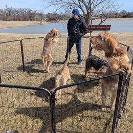 Otterhound Puppies from Vonda Rouleau