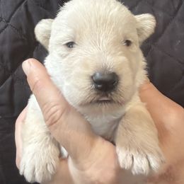 Girl 1 - Wheaten Scottish Terrier puppy in Nickelsville, Virginia from Pecan Creek