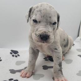 Zara Blue Merle - Merle female Great Dane puppy in Kannapolis, North Carolina from Carolina Great Danes & Toy Poodles