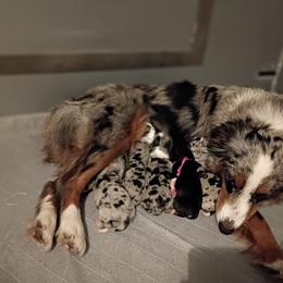 Jasper (green) - Blue merle male Australian Shepherd puppy in Okeechobee, Florida from Rothsolid Puppies