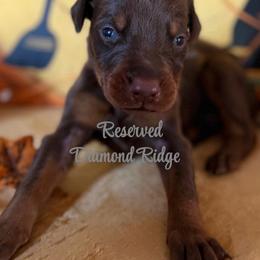 Gray collared - Red and rust male Doberman Pinscher puppy in Winamac, Indiana from DIAMOND RIDGE DOBERMANS