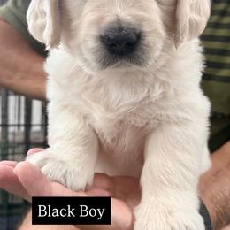 Boy 2 - Light golden male Golden Retriever puppy in Waterloo, Indiana from All 4 Paws of Pheasant Run
