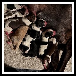 Cockapoo puppies from Enchanted Spaniels