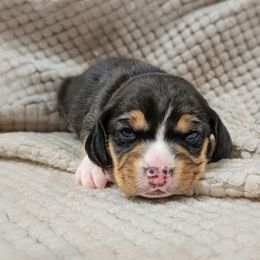 Girl 2 - Black tan and white female Beagle puppy in Baltimore, Maryland from Country Acres Farm