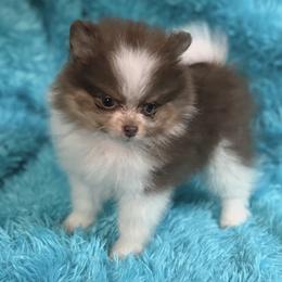 June - Tri-colored female Pomeranian puppy in Gainesville, Texas from Pomtastic Pomeranians