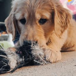 Golden Retriever Puppies from Golden Poppy Retrievers
