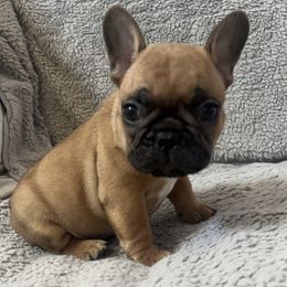 Otis - Fawn male French Bulldog puppy in Galt, California from The three little frenchies
