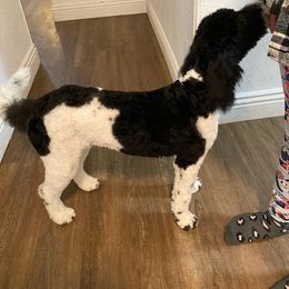 Goldendoodle All Grown Up from Doo a Little Doodle