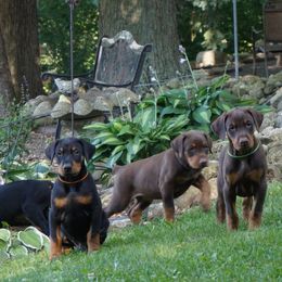 Doberman Pinscher Puppies from Laurel Vail