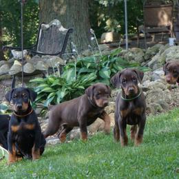 Doberman Pinscher Puppies from Laurel Vail