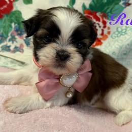 Rarity - Black gold and white female Shih Tzu puppy in Hemet, California from Aloha Shih Tzu