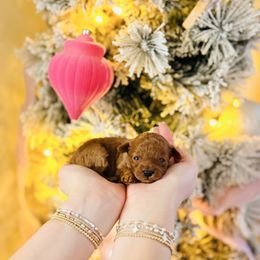 Frost - Toy Size - Red  female Goldendoodle puppy in Elizabethtown, Kentucky from Reddy Poodles & Doodles