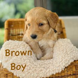 Brown Boy - Parti male Goldendoodle puppy in Kitsap County, Washington from Amazing Grace Doodles