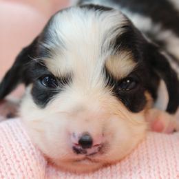 Daisy - Piebald female Dachshund puppy in Laurel, Mississippi from Kissinger Dachshunds